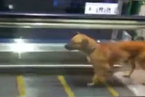 Chú cún tập gym bằng thang máy siêu hài hước