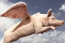 Sự kết hợp hài hước của động vật: "Chim lợn" (2)