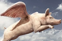 Sự kết hợp hài hước của động vật: "Chim lợn" (2)