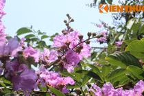 Ngắm hoa bằng lăng phủ tím trời Hà Nội