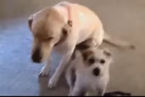 Phản ứng của những chú cún khi mắc lỗi