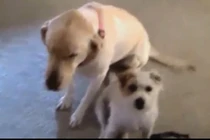 Phản ứng của những chú cún khi mắc lỗi