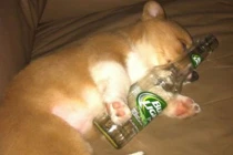 Hành động không thể nhịn cười của động vật