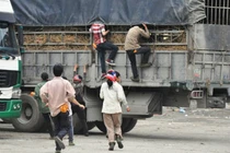 “Người nhện” chạy thục mạng, leo thùng xe tải... mót dưa