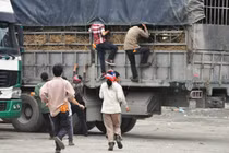 “Người nhện” chạy thục mạng, leo thùng xe tải... mót dưa