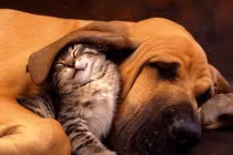 Khoảnh khắc dễ thương của động vật (7)