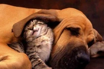 Khoảnh khắc dễ thương của động vật (7)