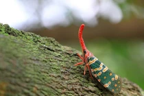 Ngắm “voi biết bay” cực đẹp nhưng vô cùng độc ác tại Việt Nam