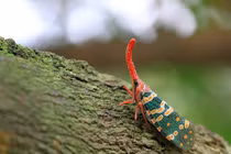 Ngắm “voi biết bay” cực đẹp nhưng vô cùng độc ác tại Việt Nam