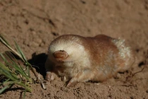 Phát hiện những loài chuột siêu kỳ dị chỉ có ở châu Phi