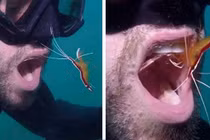 Dịch vụ có “1-0-2”: “Dọn dẹp” răng miệng dưới đáy đại dương