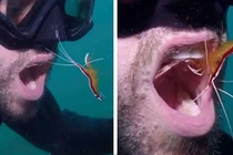 Dịch vụ có “1-0-2”: “Dọn dẹp” răng miệng dưới đáy đại dương