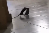 Sốc khi chứng kiến hai con chuột đánh nhau như võ sĩ hạng nặng