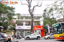 Quận Hoàn Kiếm: Loạt cây chết khô, tiềm ẩn nguy cơ trước mùa bão