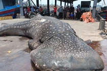 Cá nhám voi dạt vào bờ: Điềm lành trong tín ngưỡng của ngư dân?