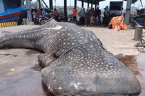 Cá nhám voi dạt vào bờ: Điềm lành trong tín ngưỡng của ngư dân?