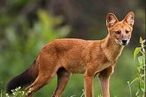 Tận mục 8 động vật vô giá của nhân loại, Việt Nam góp mặt 1 loài