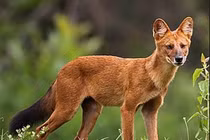 Tận mục 8 động vật vô giá của nhân loại, Việt Nam góp mặt 1 loài