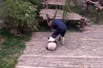 “Cười ngất” với hành động “làm nũng lầy lội” của gấu trúc con