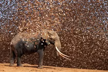 Tại sao hàng ngàn con chim sẻ điên châu Phi đồng loạt tấn công voi?