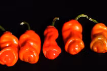 “Ngượng chín mặt” khi xem những sinh vật có hình dáng nhạy cảm