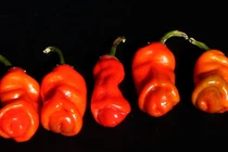 “Ngượng chín mặt” khi xem những sinh vật có hình dáng nhạy cảm