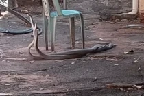 Giành bạn tình, hai con rắn mamba đen khổng lồ “choảng nhau”