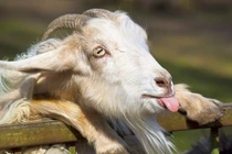 Không tin nổi những sự thật về việc "xì hơi" ở động vật