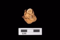 Phát hiện thứ đáng sợ trong bụng cô gái Ai Cập 3000 năm tuổi