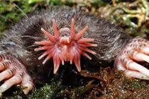 Kinh ngạc những chiếc mũi “chẳng giống ai” trong thế giới động vật