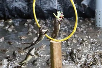 Độc lạ miền Tây: 4.000 “nghệ sĩ ếch” biểu diễn xiếc siêu đáng yêu