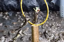 Độc lạ miền Tây: 4.000 “nghệ sĩ ếch” biểu diễn xiếc siêu đáng yêu