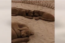 Kinh ngạc với tạo hình đàn chó giống như thật từ cát và nước biển