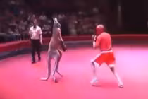 “Cười ngất” trước màn boxing kinh điển giữa người và Kangaroo