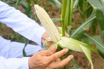 Hà Nội: Giống ngô siêu lạ ngọt hơn dưa hấu, ăn ngay tại ruộng