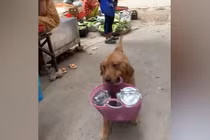 Ngỡ ngàng chó cưng mang giỏ đi chợ giúp chủ