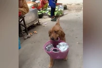 Ngỡ ngàng chó cưng mang giỏ đi chợ giúp chủ