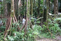 Giải mã hiện tượng “cây biết đi” như con người