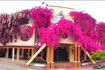 Ngắm giàn hoa giấy siêu khủng trong sân trường mầm non Sơn La