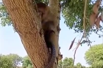 Rắn hổ mang ngoan ngoãn để khỉ chơi đùa như một món đồ chơi