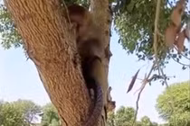 Rắn hổ mang ngoan ngoãn để khỉ chơi đùa như một món đồ chơi