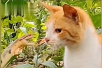 Dám gây sự với mèo, rắn bị ăn tát không trượt phát nào
