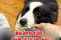 Tròn mắt xem chó cưng phục vụ sen “tận răng”