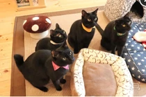 Khám phá quán cà phê mèo đen độc nhất vô nhị trên thế giới