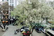 Hà Nội: Ngỡ ngàng hoa sưa “phủ trắng” khắp phố phường