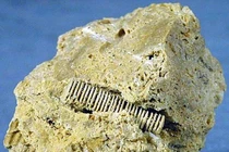 Hóa thạch “đinh vít”, món đồ thất lạc của người ngoài hành tinh?