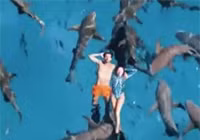 Du khách thản nhiên bơi cùng hàng chục con cá mập
