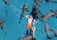 Du khách thản nhiên bơi cùng hàng chục con cá mập