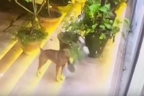 Phát hiện kẻ trộm chậu hoa trước nhà, gia chủ cười “rớt hàm”