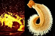 Động vật được trao danh hiệu sinh vật chịu nóng tốt nhất thế giới